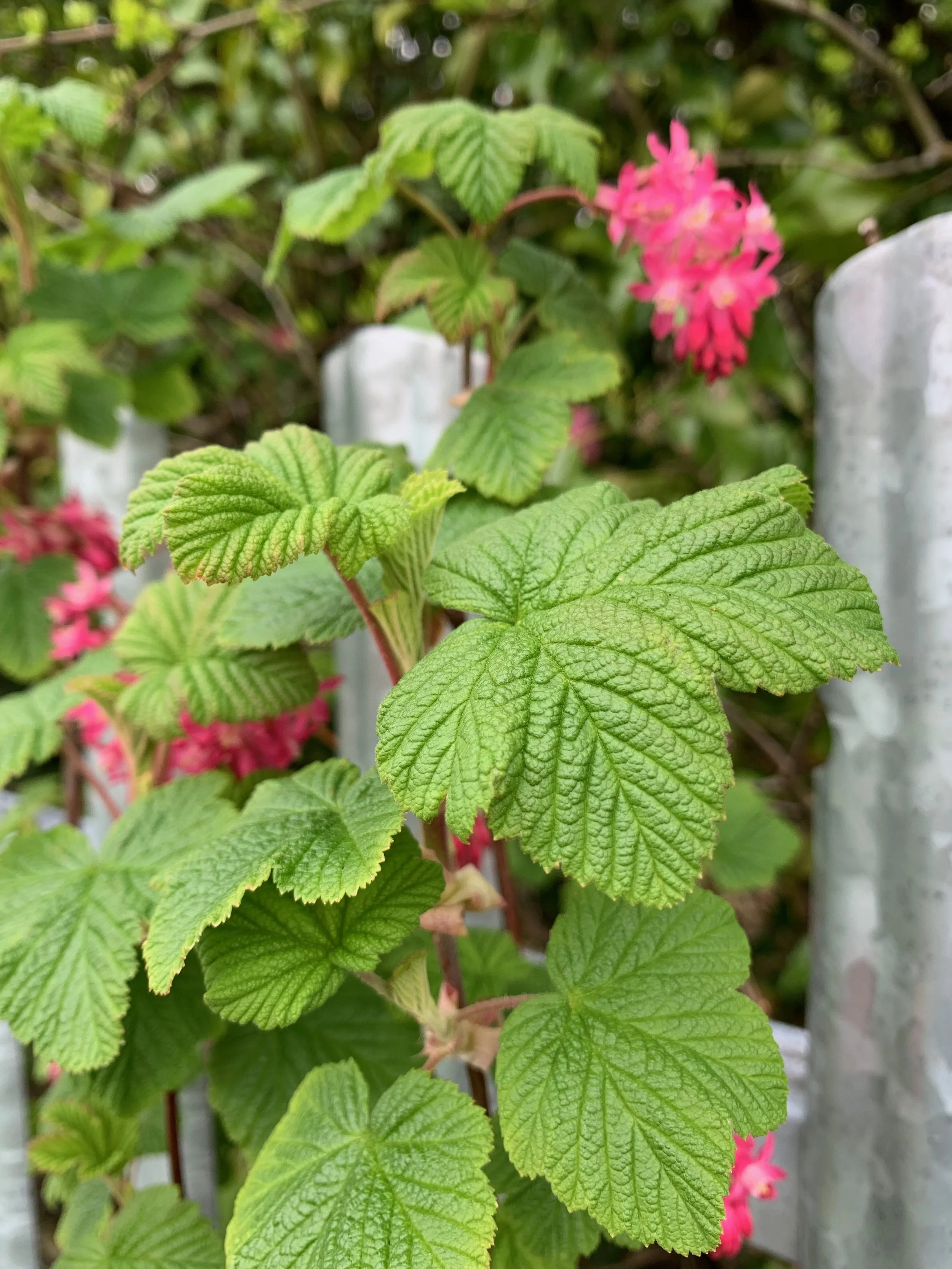 Ribes rubrum - Red Currant — BSBI VC77